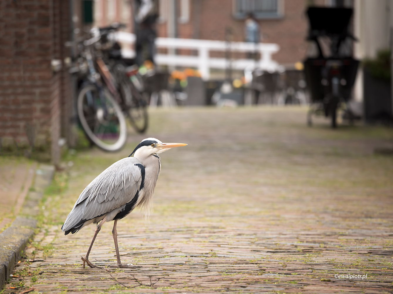 Czapla na ulicy w Hoorn, Holandia