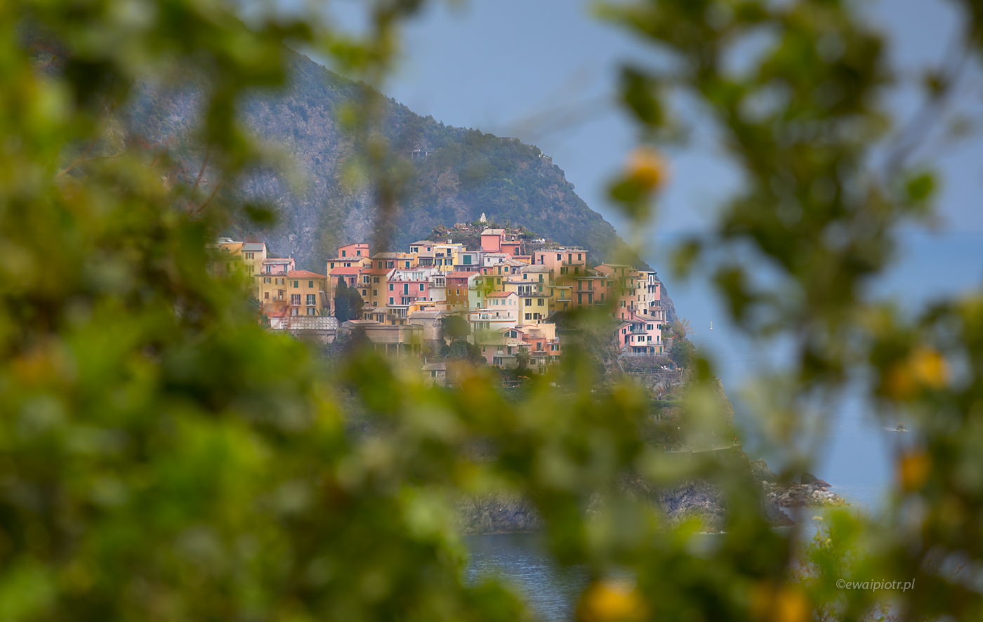 Manarola przez wiosenne liście, Cinque Terre, Włochy