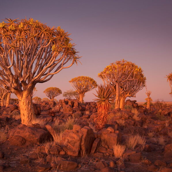 Drzewa kołczanowe przed świtem, Namibia