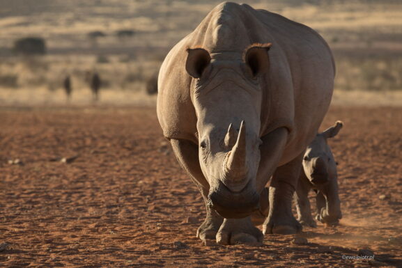 Nosorożyca z młodym, Namibia