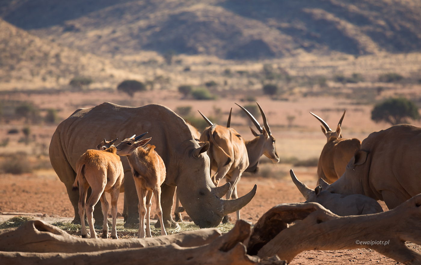 Nosorożce i antylopy, Namibia