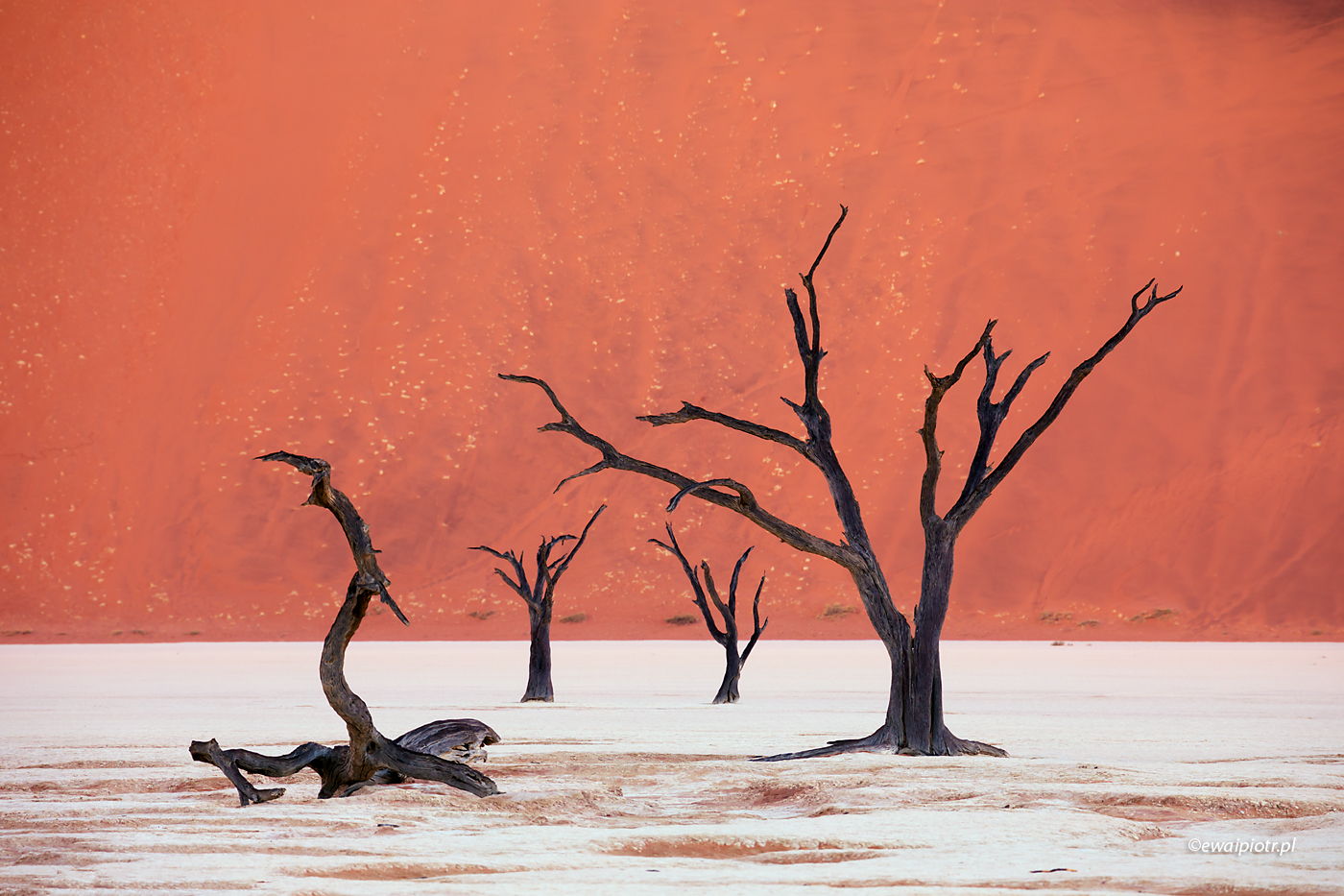 Kamienne drzewa Deadvlei, Namibia