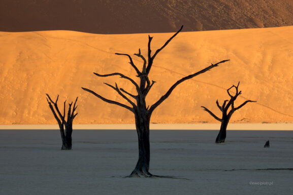 Kamienne drzewa Deadvlei, Namibia
