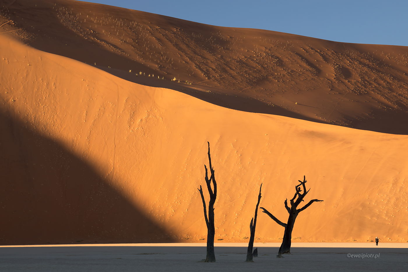 Perspektywa, drzewa Deadvlei, Namibia
