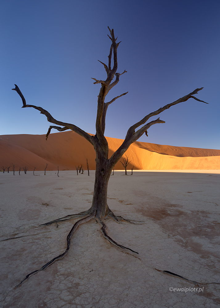 Perspektywa Deadvlei, Namibia