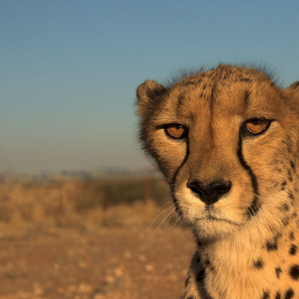 Gepard w Namibii, zbliżenie