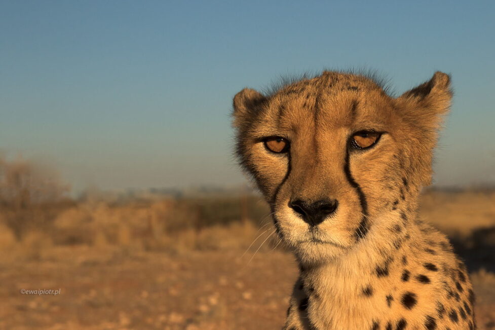 Gepard w Namibii, zbliżenie