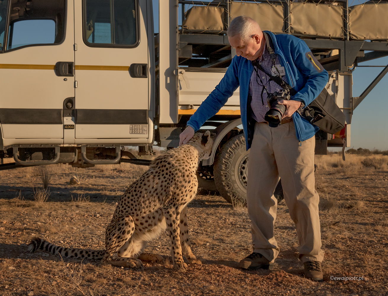 Oswojony gepard w Namibii
