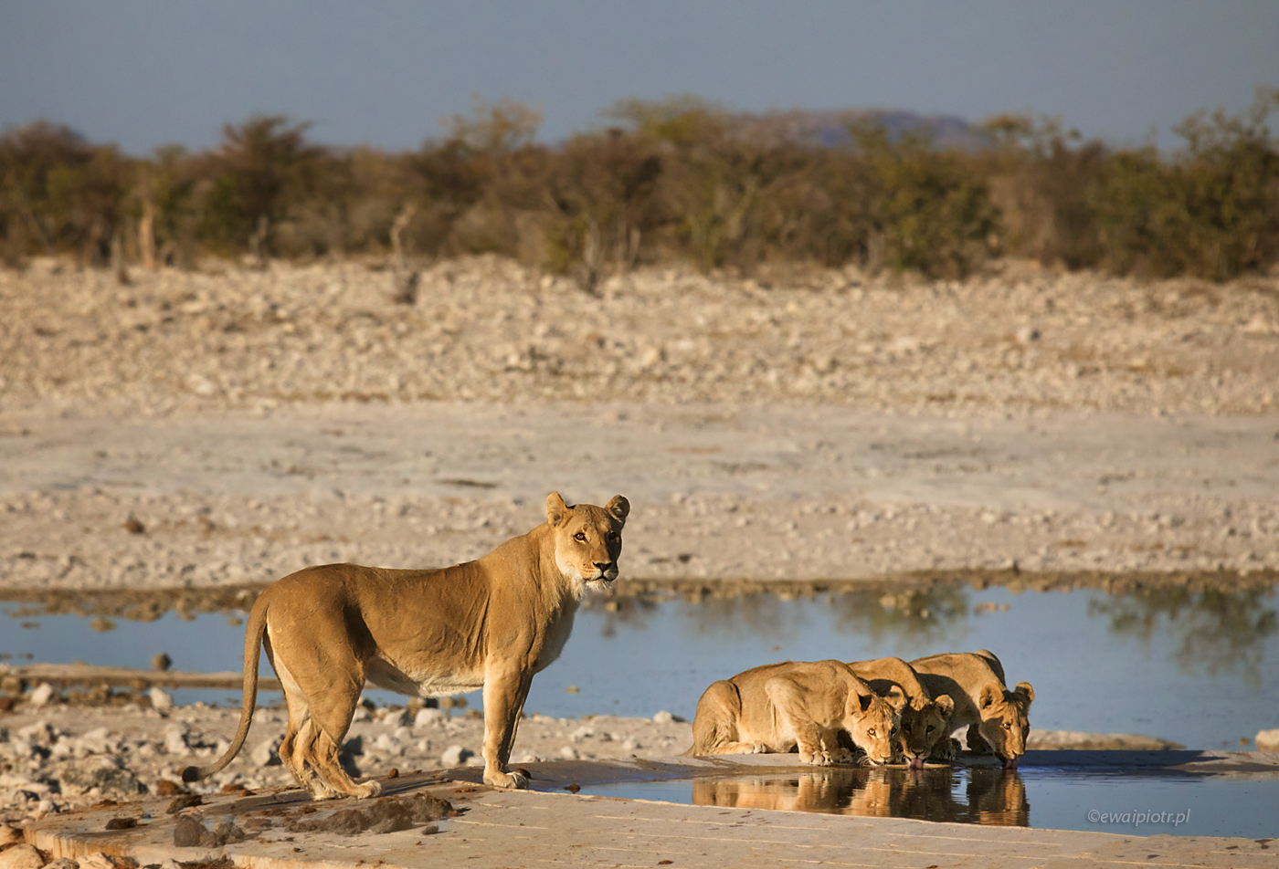Lwica z lwiątkami, Namibia, fotowyprawa, fotograficzne safari