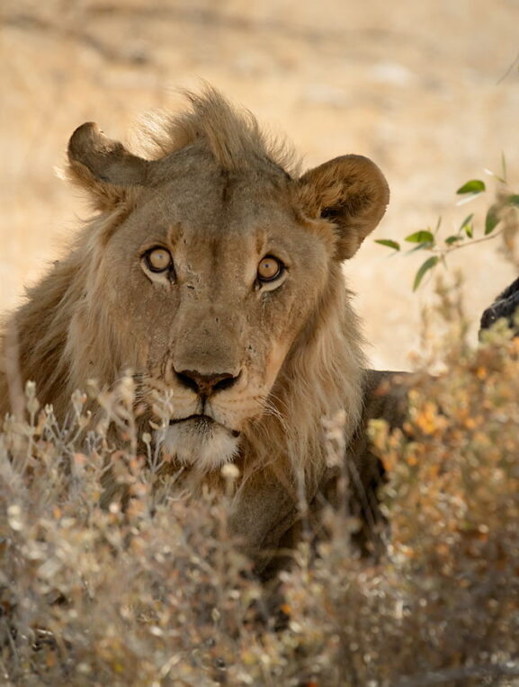 Lew po obiedzie, Namibia, fotograficzne safari