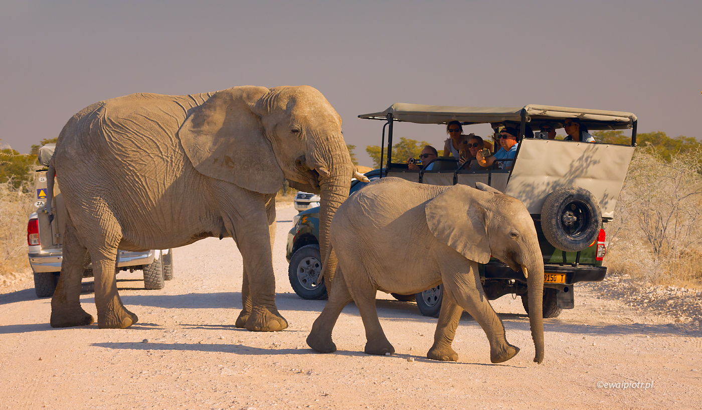 Słonie na drodze, Namibia, park Etosza, dwa słonie i samochód