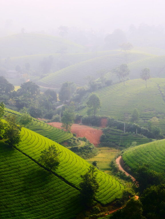 Mglisty poranek na plantacji herbaty, Wietnam, foto wyprawa