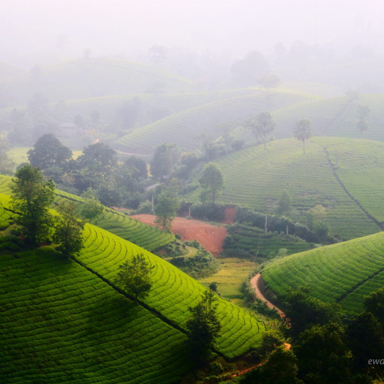 Mglisty poranek na plantacji herbaty, Wietnam, foto wyprawa