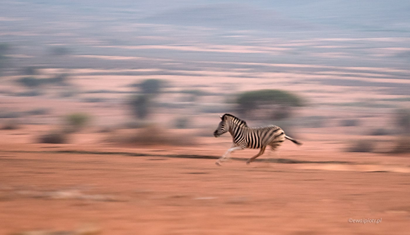 Pędząca zebra, Namibia, panoramowanie, panning, warsztaty fotograficzne