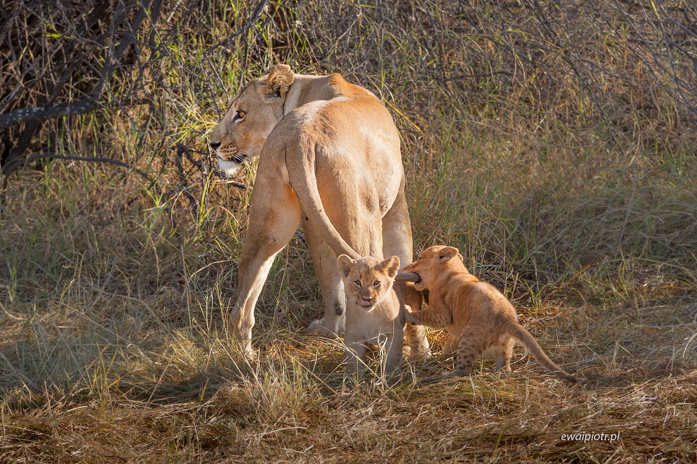 dwa małe lwy bawią się ogonem lwicy, Botswana, fotowyprawa