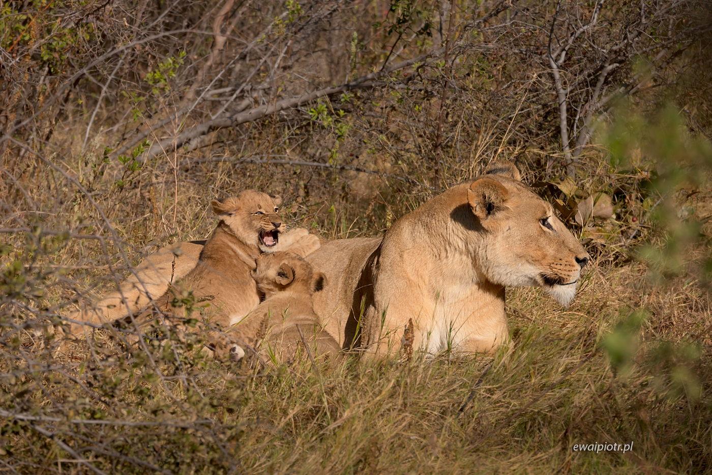 Braterska walka, Botswana, fotowyprawa, lwica z młodymi
