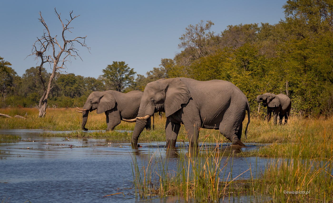 Trzy słonie i rzeka, Botswana, fotowyprawa