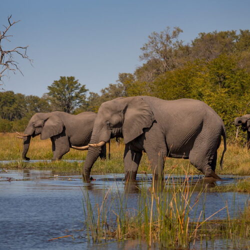 Trzy słonie i rzeka, Botswana, fotowyprawa