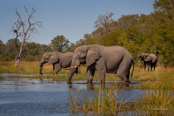 Trzy słonie i rzeka, Botswana, fotowyprawa