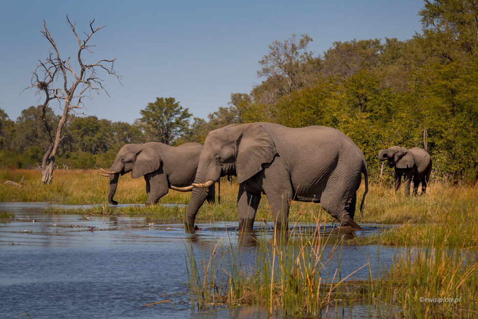 Trzy słonie i rzeka, Botswana, fotowyprawa
