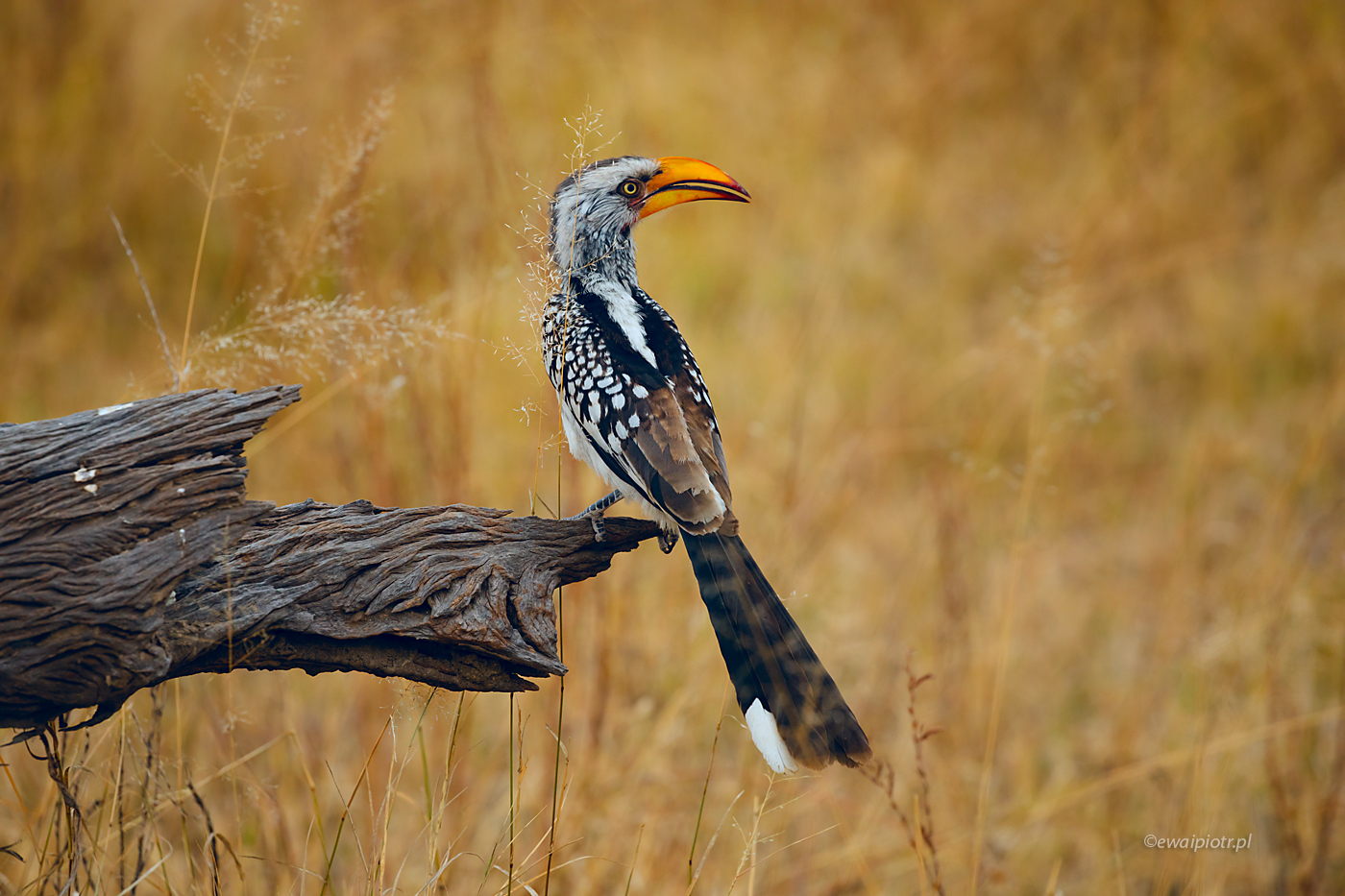 Toko czerwonolicy, Botswana