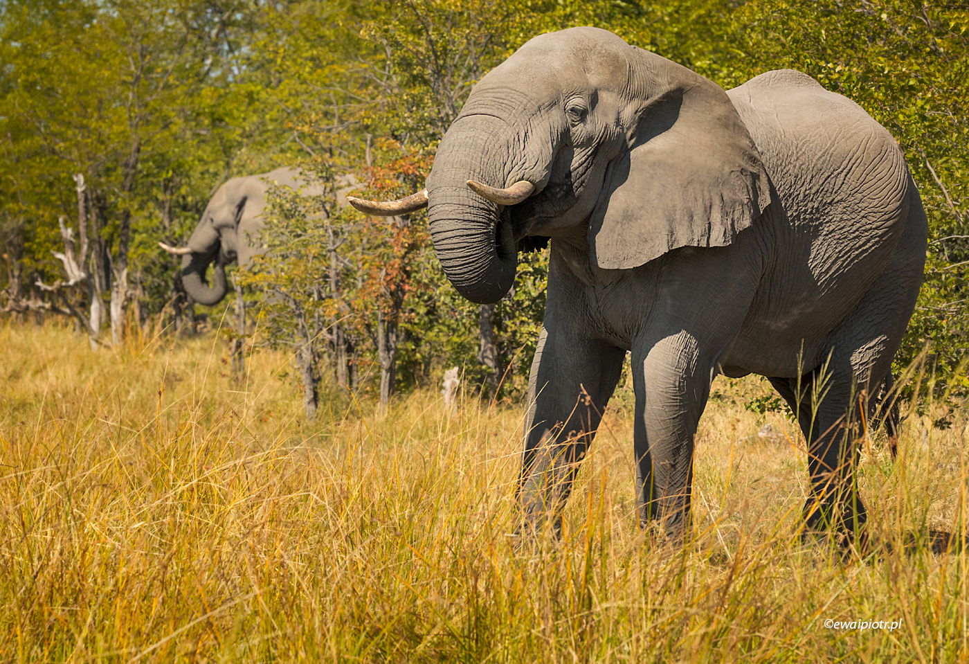 Słonie dwa, Botswana, fotowyprawa