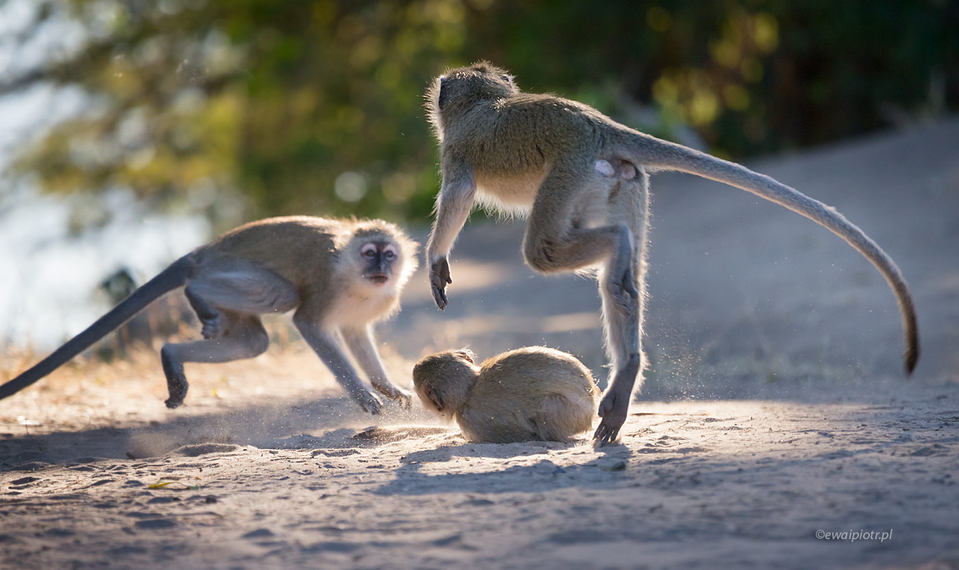 Kotawce w dzikim tańcu, Botswana