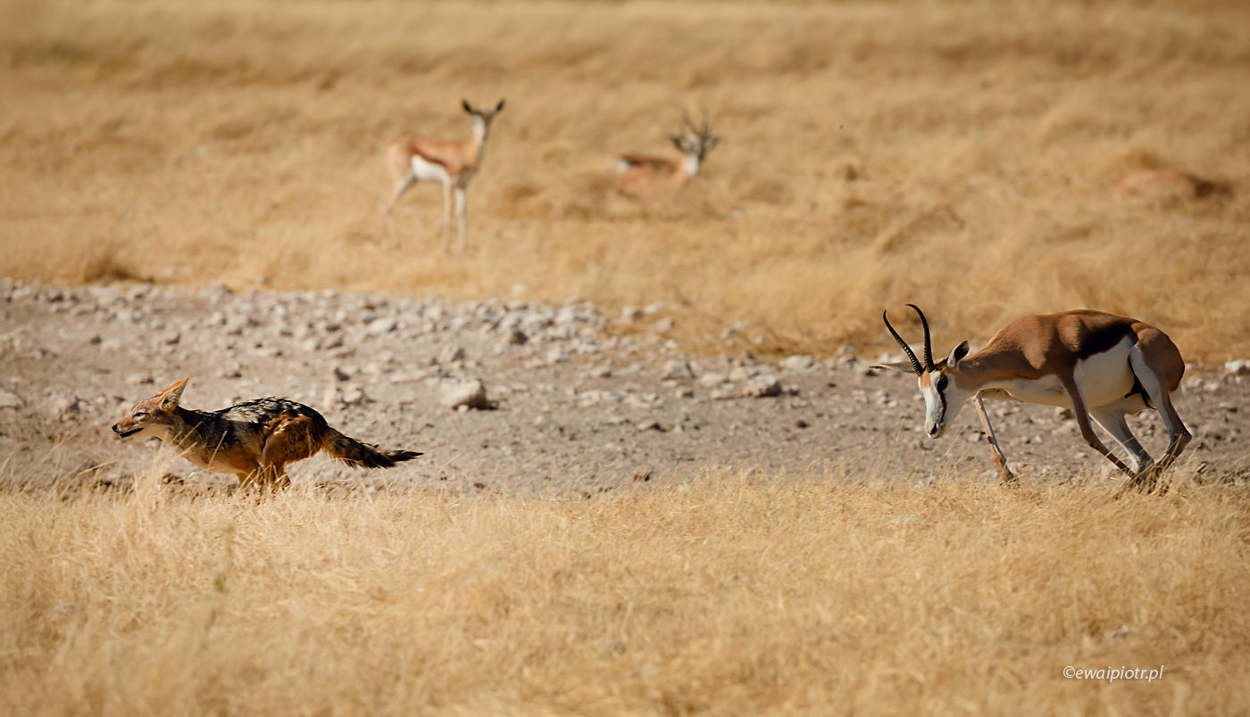 Szakal kontra antylopa, Namibia, wyprawa fotograficzna
