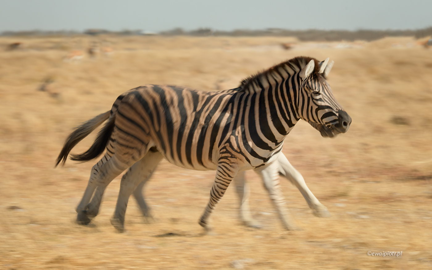 Wielonoga zebra, Namibia, panoramowanie, nieudane