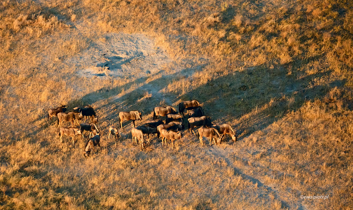 Stado gnu z lotu helikopterem, Botswana, fotowyprawa