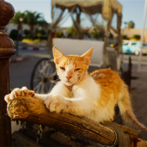 Rudy kot z Meknes, Maroko, fotowyprawa
