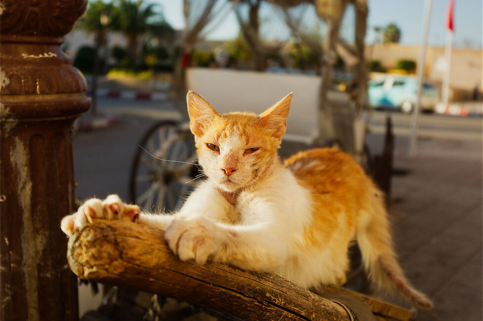 Rudy kot z Meknes, Maroko, fotowyprawa