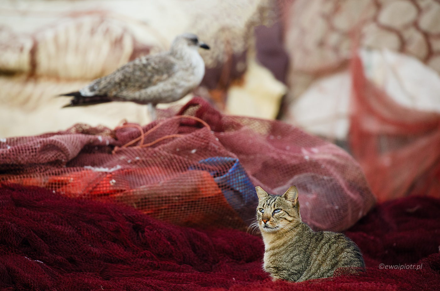 Kot z Essaouiry, Maroko