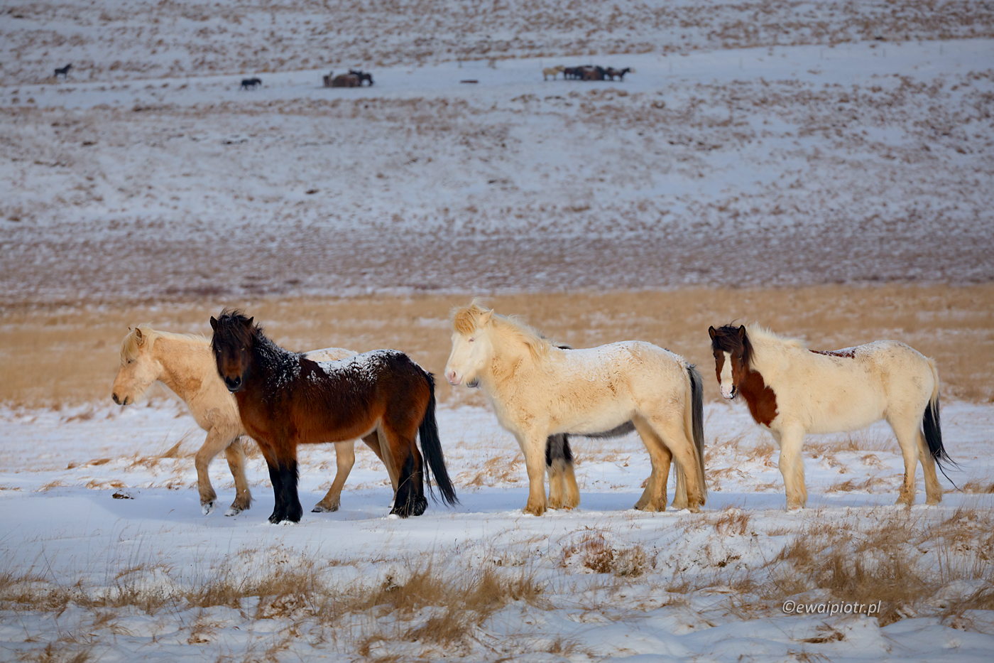 Konie w wersji zimowej, Islandia, fotowyprawa, zima