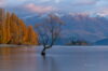Słynne drzewo na jeziorze Wanaka, Nowa Zelandia, fotowyprawa, wschód słońca