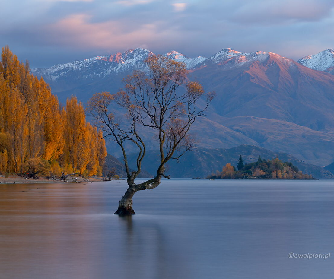 Słynne drzewo na jeziorze Wanaka, Nowa Zelandia, fotowyprawa, wschód słońca