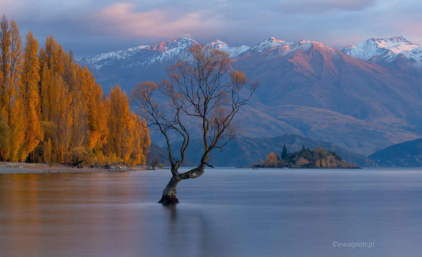 Słynne drzewo na jeziorze Wanaka, Nowa Zelandia, fotowyprawa, wschód słońca