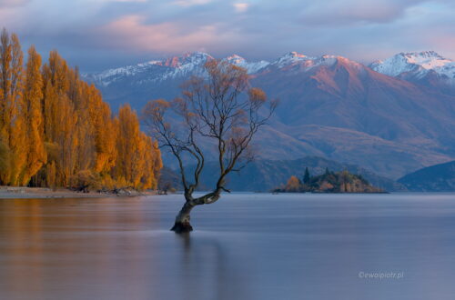 Słynne drzewo na jeziorze Wanaka, Nowa Zelandia, fotowyprawa, wschód słońca