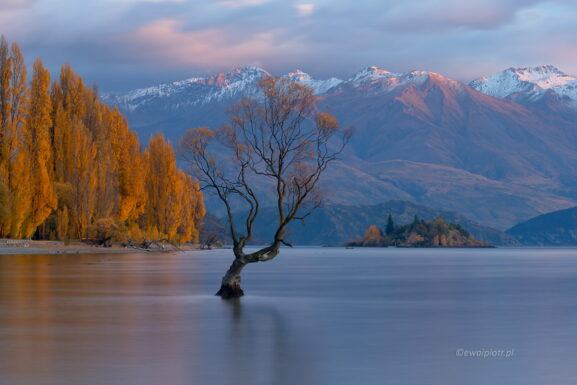 Słynne drzewo na jeziorze Wanaka, Nowa Zelandia, fotowyprawa, wschód słońca