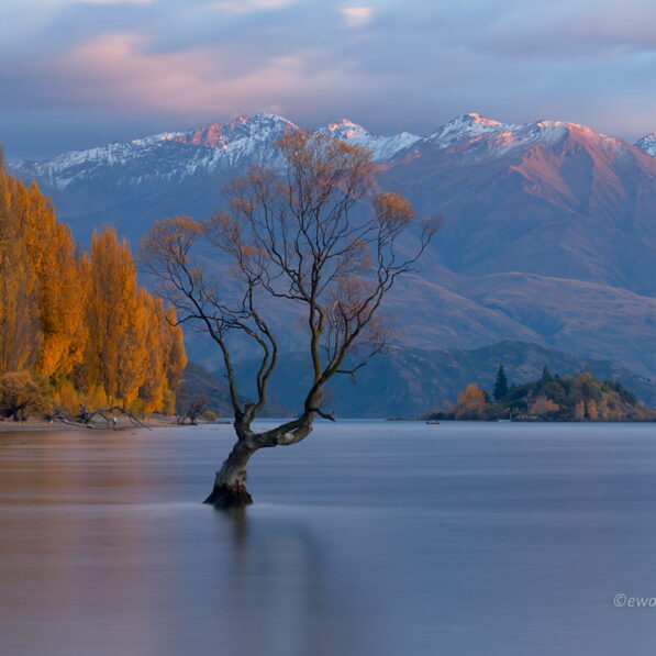 Słynne drzewo na jeziorze Wanaka, Nowa Zelandia, fotowyprawa, wschód słońca