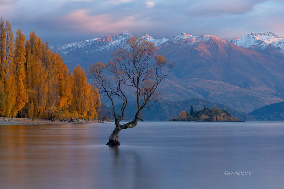 Słynne drzewo na jeziorze Wanaka, Nowa Zelandia, fotowyprawa, wschód słońca