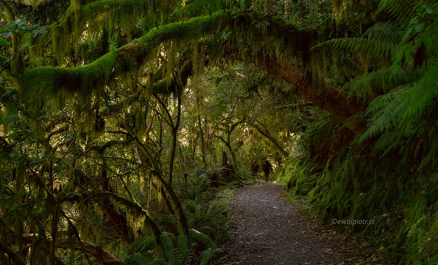Ścieżka przez las deszczowy, Nowa Zelandia, wyprawa fotograficzna, Fiordland National Park