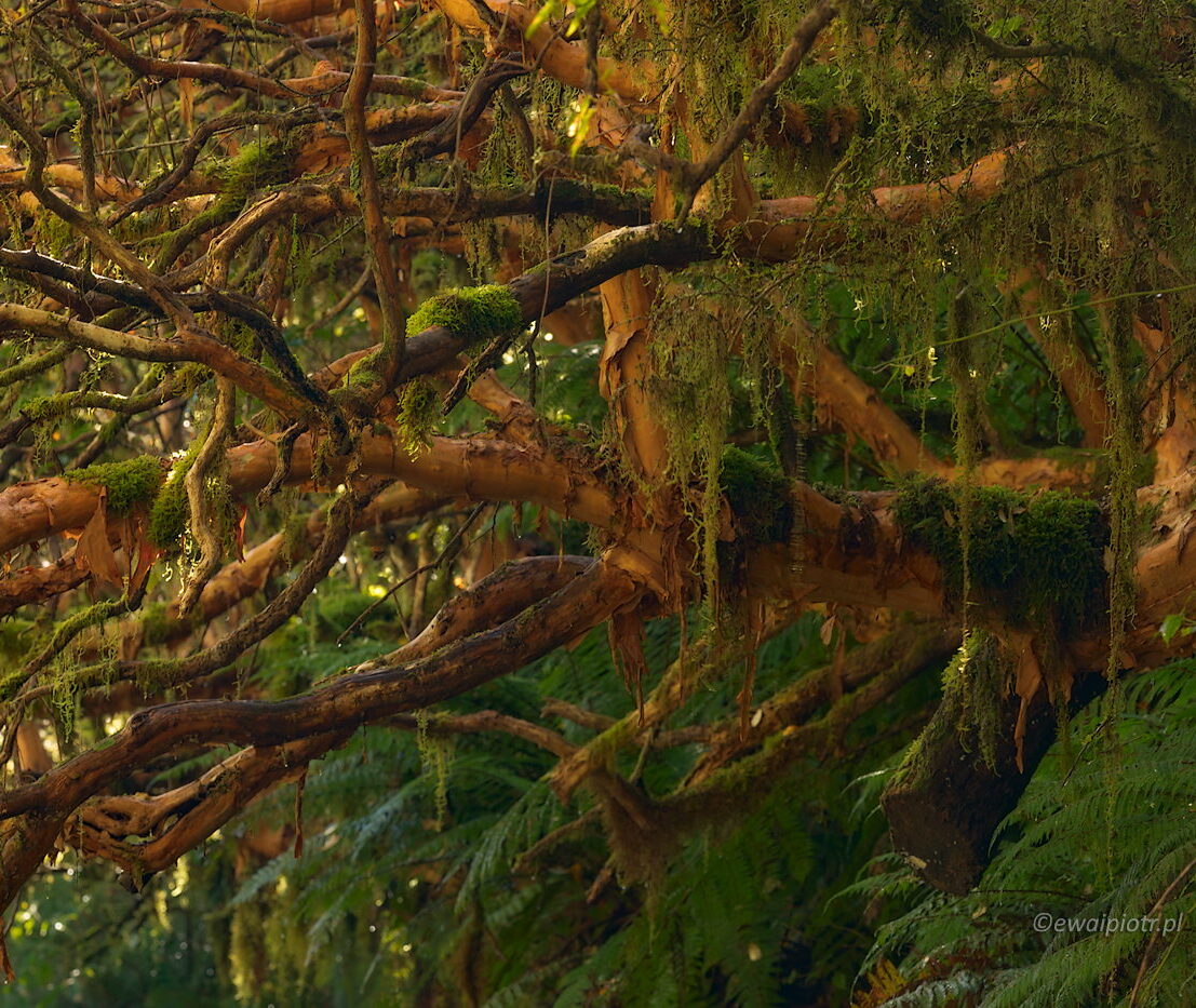 Deszczowy las w Fiordland National Park, Nowa Zelandia, fotowyprawa