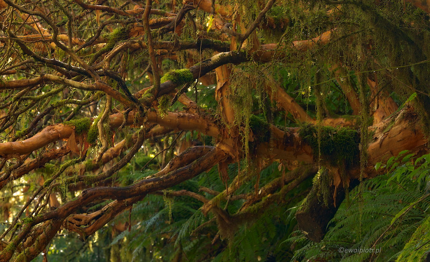Deszczowy las w Fiordland National Park, Nowa Zelandia, fotowyprawa