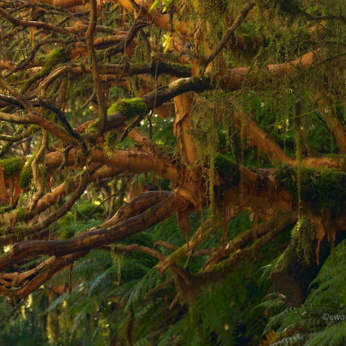 Deszczowy las w Fiordland National Park, Nowa Zelandia, fotowyprawa