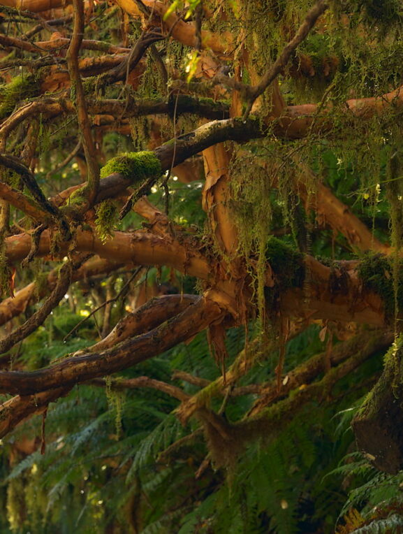 Deszczowy las w Fiordland National Park, Nowa Zelandia, fotowyprawa