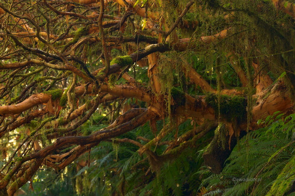 Deszczowy las w Fiordland National Park, Nowa Zelandia, fotowyprawa