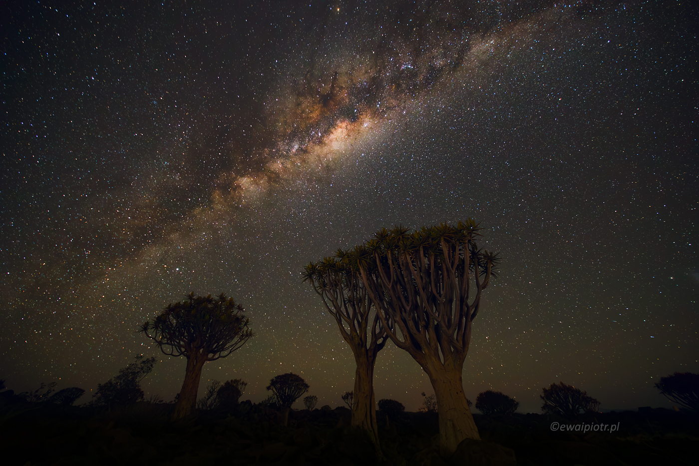 Droga mleczna nad drzewami kołczanowymi, Namibia, quiver tree, fotowyprawa