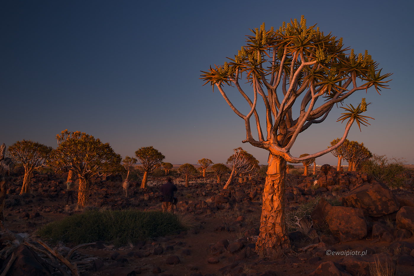 Drzewa kołczanowe o wschodzie słońca, Namibia, fotowyprawa