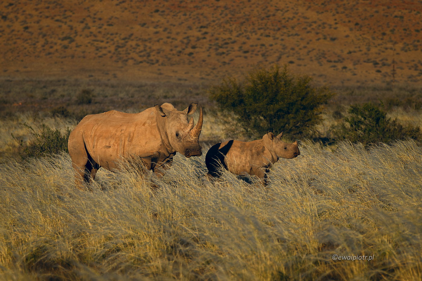 Nosorożce, Namibia